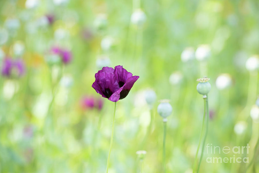 Flower Photograph - Opium Poppy Dark Plum Flower and Seedpods by Tim Gainey
