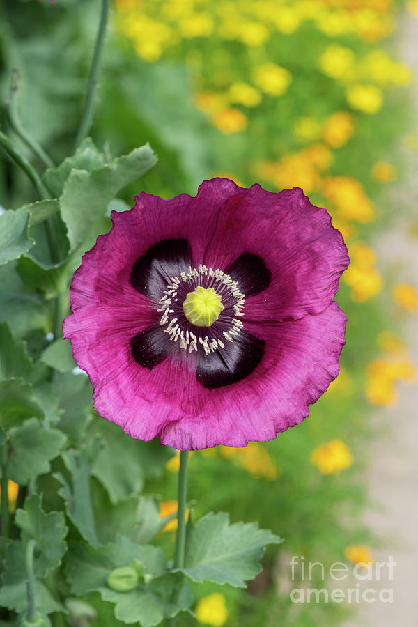 Poppy Photograph - Opium Poppy Dark Plum Flower by Tim Gainey