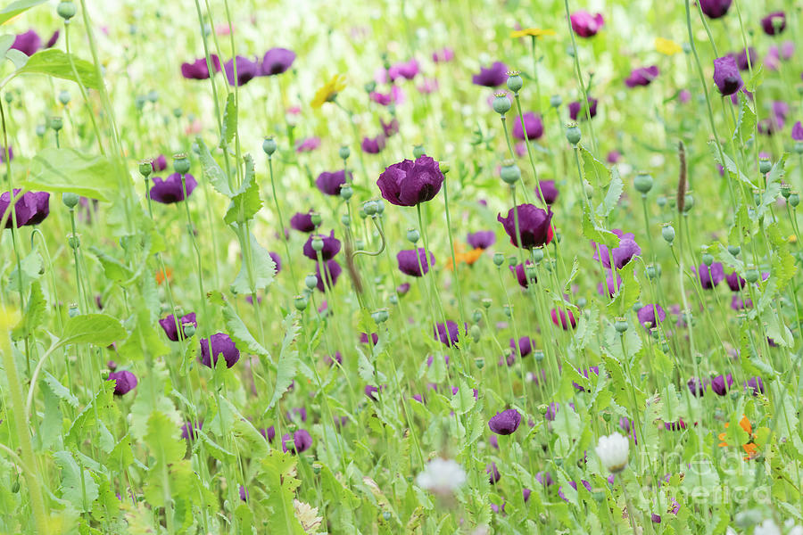 Flower Photograph - Opium Poppy Dark Plum Flowers Amongst Wildflowers by Tim Gainey