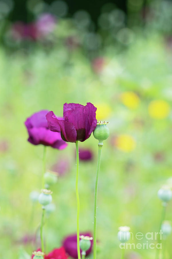 Flower Photograph - Opium Poppy Dark Plum by Tim Gainey