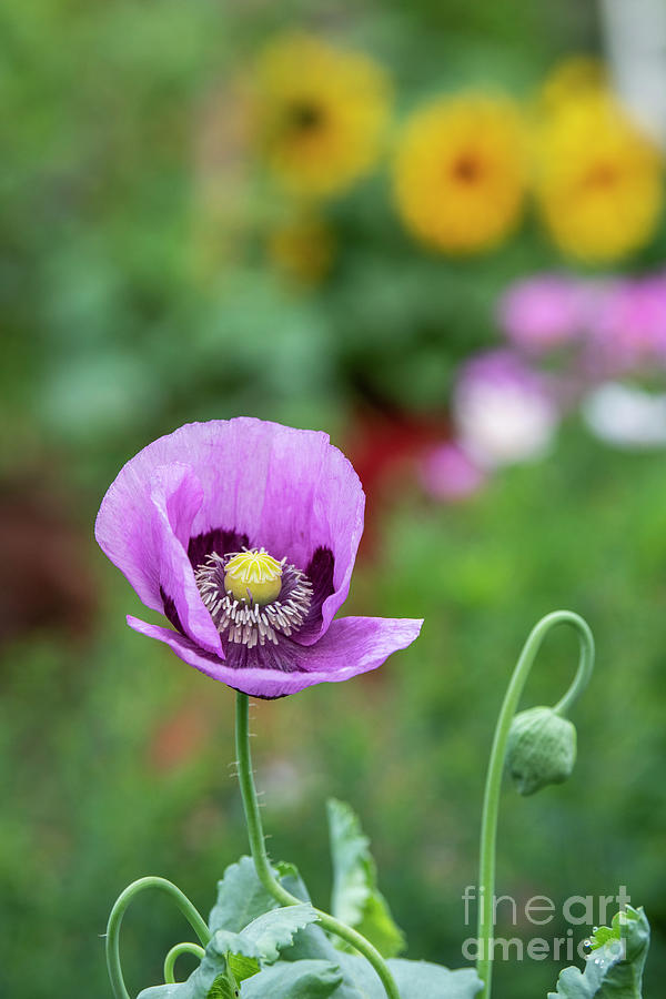 Opium Poppy Flower in an English Garden Photograph by Tim Gainey