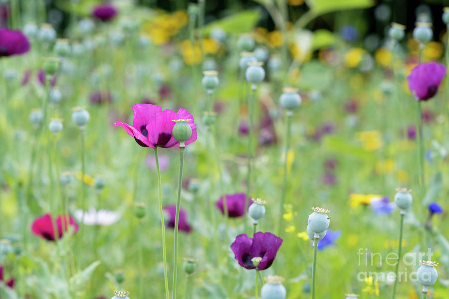 Flower Photograph - Opium Poppy Flowers in a Wildflower Meadow by Tim Gainey