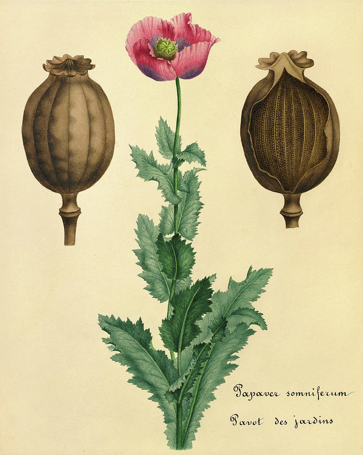opium poppy flower art