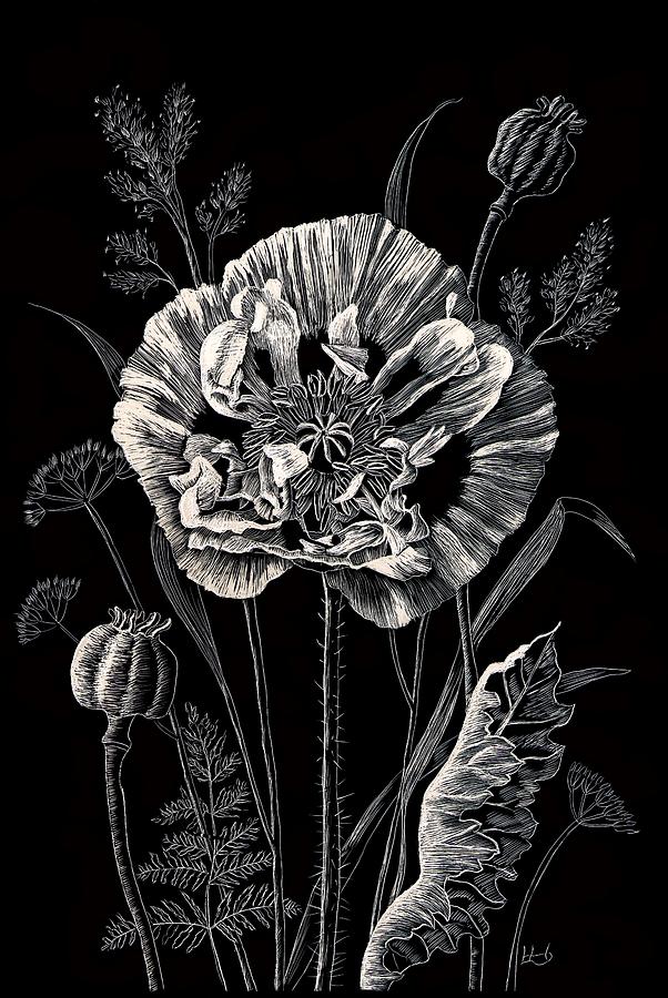 Opium Poppy Drawing by Lynne Henderson