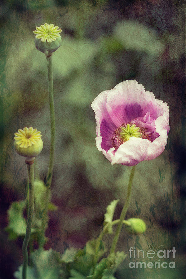 Opium Poppy - Papavar Somniferum Photograph by Elaine Teague