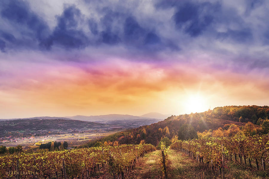 Oplenac vineyards Photograph by Dejan Travica Oplenac vineyards Photograph by Dejan Travica