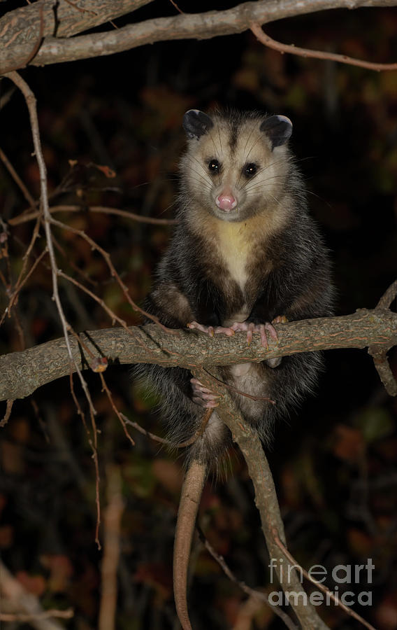 Opossum at Night Photograph by Sari ONeal