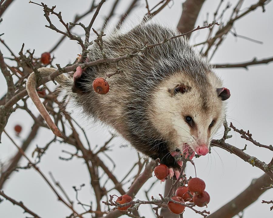 Opossum Eating Crabapples Photograph by Paul Hettenhaus