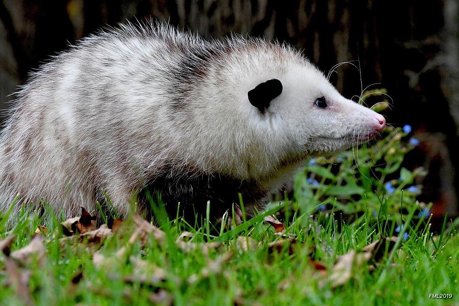 Opossum Photograph by Faith Lucchesi - Fine Art America