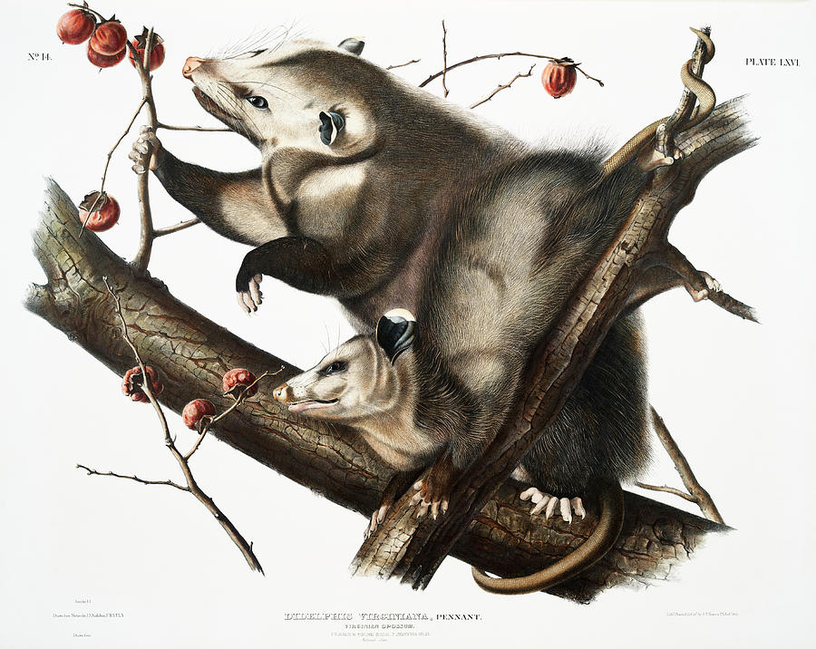 Opossum. John Woodhouse Audubon Illustration Mixed Media by World Art Collective