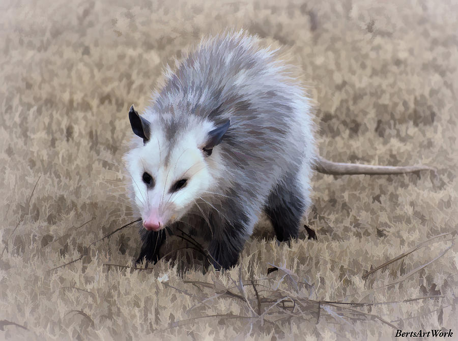 Opossum  Photograph by Roberta Byram