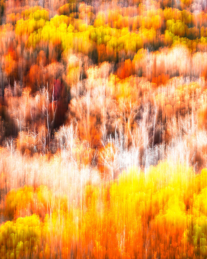 Optical Fiber Fall Foliage Photograph by Tom Gehrke