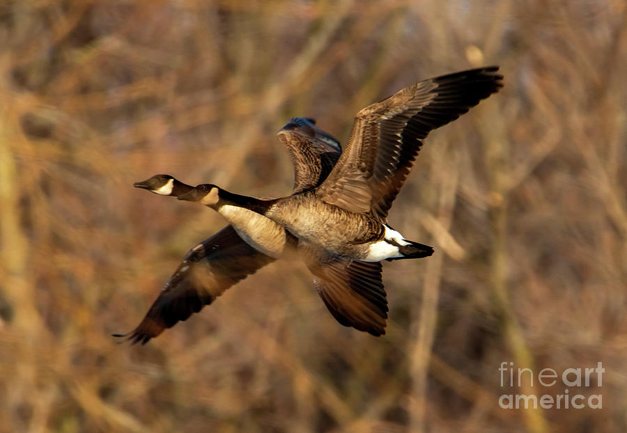 Optical Illusion of Geese in Flight Photograph by Sandra Js