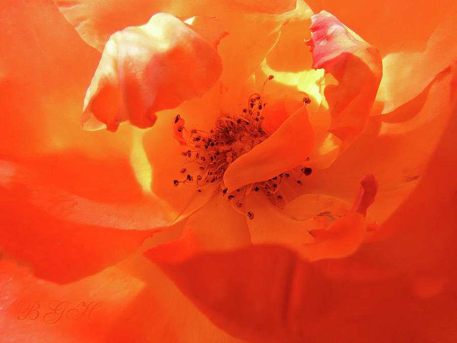 Optimistic Orange Rose - Floral Photography - Orange Flowers - Parade of Roses Photograph by Brooks Garten Hauschild