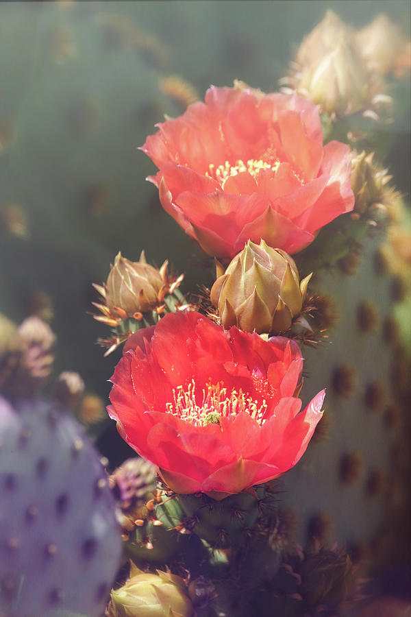 Opuntia Blooms  Photograph by Saija Lehtonen