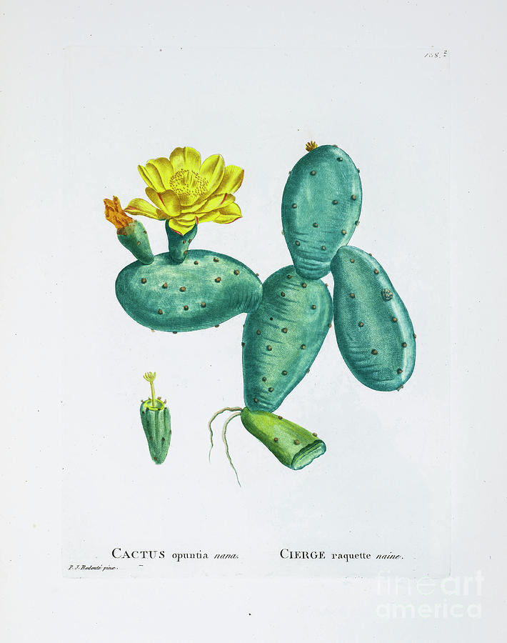 Opuntia Humifusa Z2 Drawing
