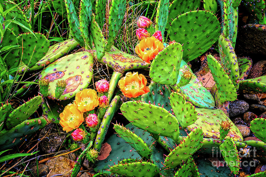 Opuntia in Bloom Photograph by Jon Burch Photography