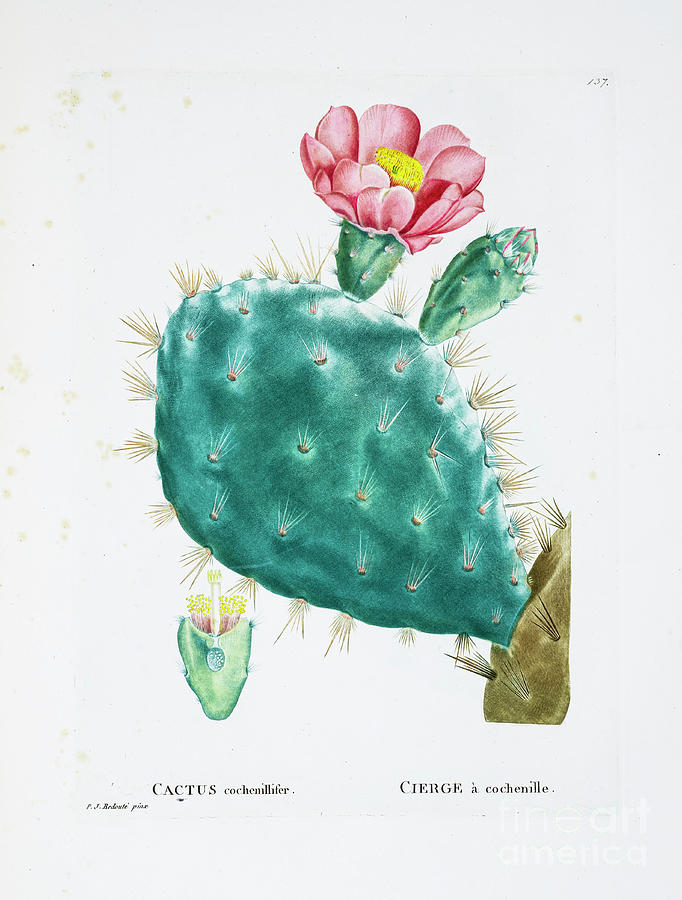 Opuntia Tomentosa Z3 Drawing