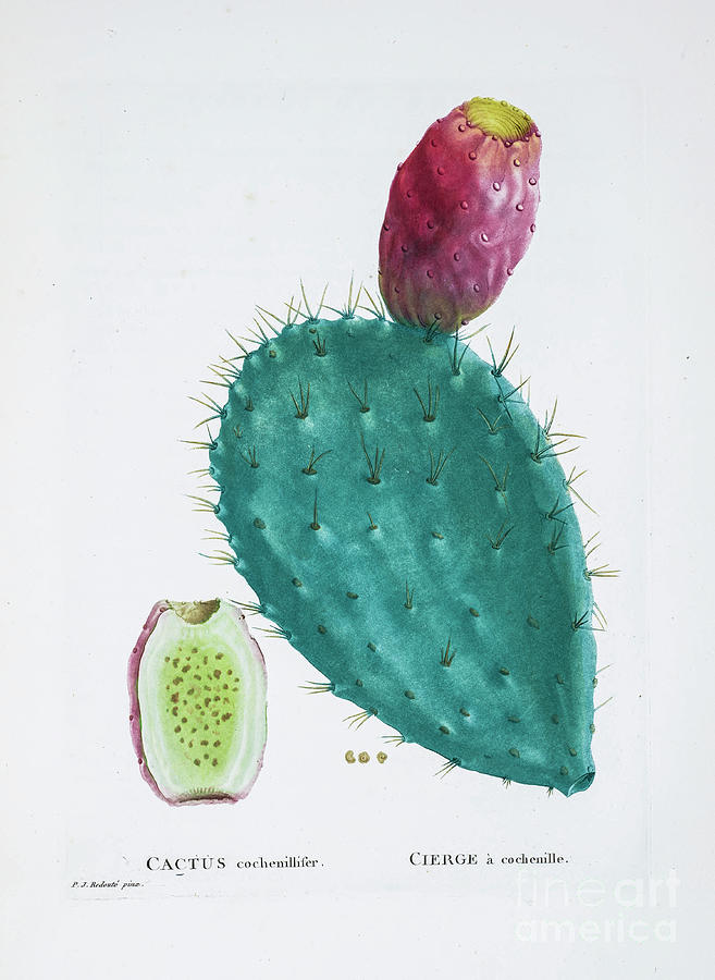 Opuntia Tomentosa Z4 Drawing