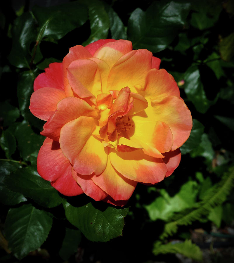 Orange Rose Digital Art by John Waiblinger
