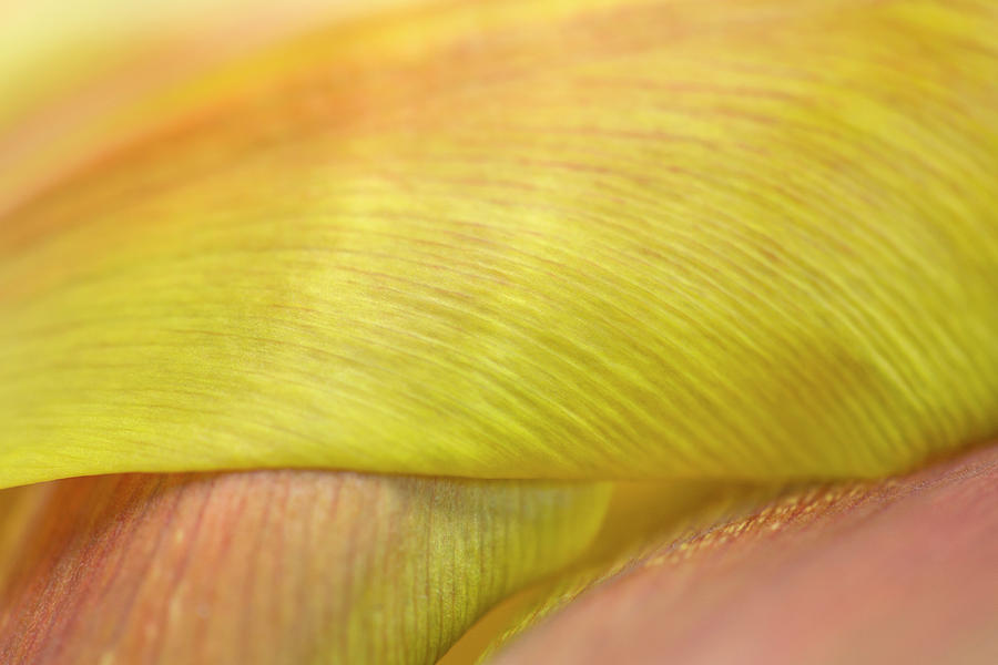 Orance Yellow And Green Tulip Leaves Macro Photograph