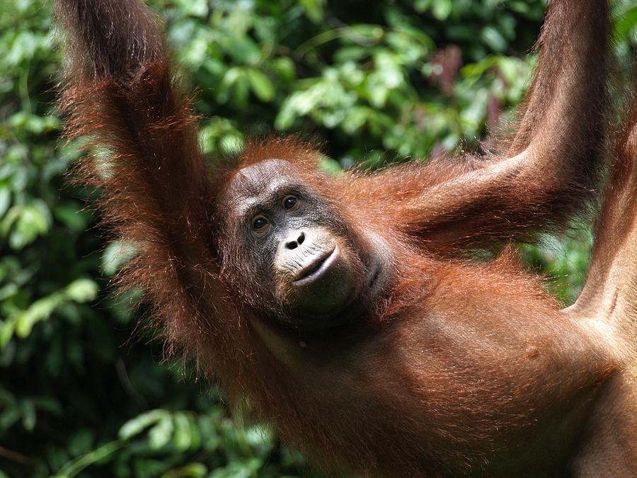 Orang-hutang Orangutan in Sepilok Photograph by Ignacio Palacios
