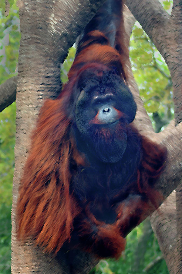 Orangutan Photograph by Steve Karol