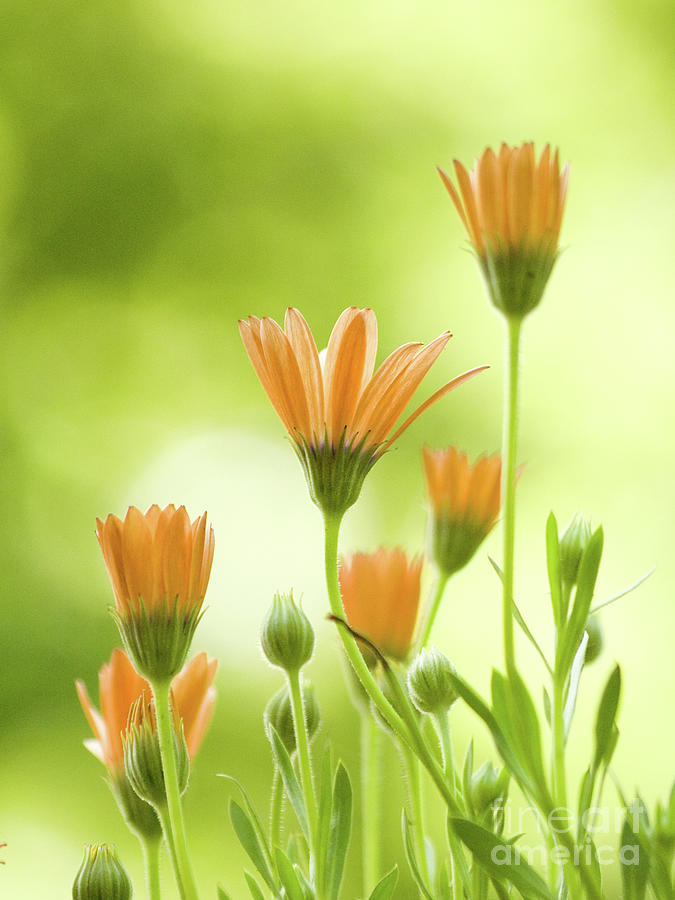 Orange African Daisies In Springtime Photograph by Dorothy Lee