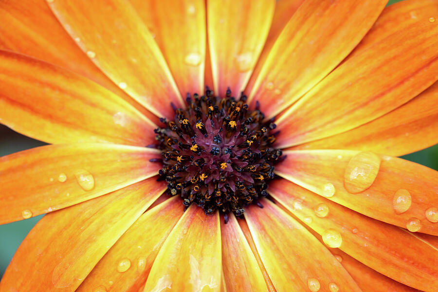 Orange African Daisy Photograph by Tanya C Smith