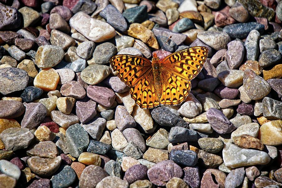 Orange And Black Butterfly Photograph by David Desautel
