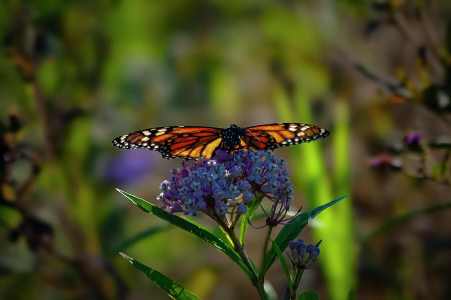Orange and Black Elegance The Monarchs Day Photograph by Lisa Arview Orange and Black Elegance The Monarchs Day Photograph by Lisa Arview