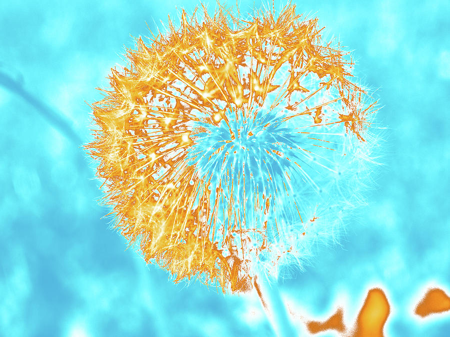 Orange And Blue Dandelion On Blue Digital Art by David Desautel