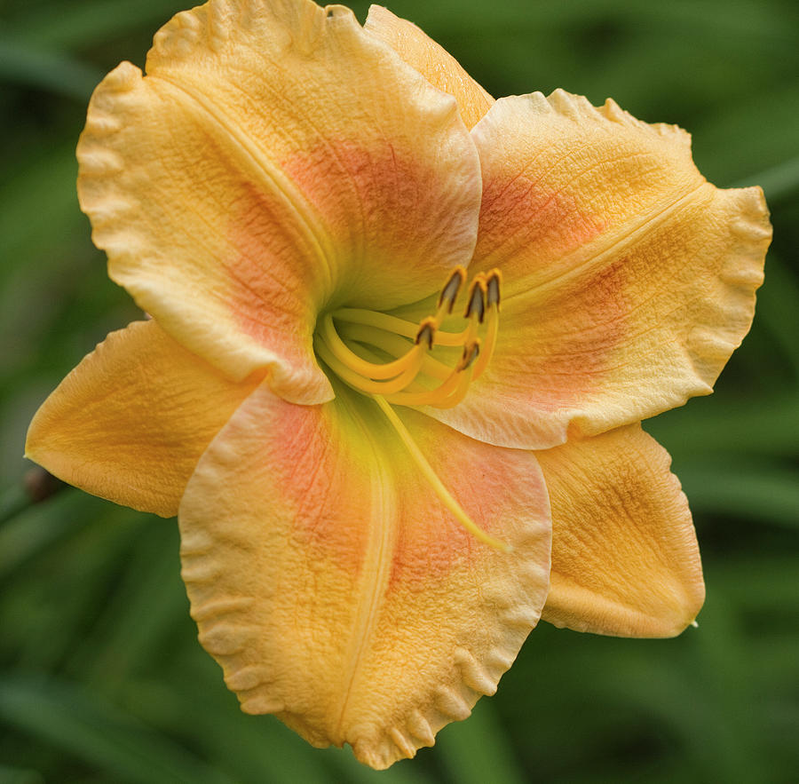 Orange and Gold Daylily Closeup Photograph by Kathy Clark