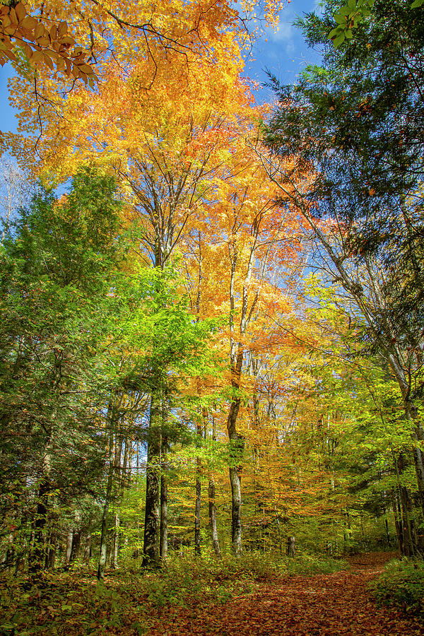 Orange and Green Autumn Forest Photograph by Brooke T Ryan