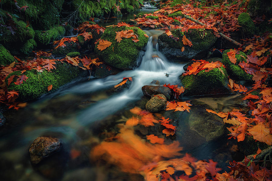 Orange And Green Photograph by Francisco Crusat - Fine Art America