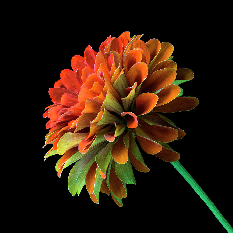 Sunflower Photograph - Orange and Green Zinnia  by Jim Hughes