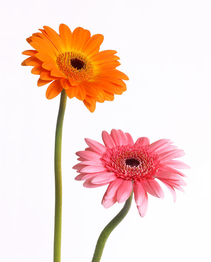 Orange and pink gerbera flowers in close up. Photograph by Rosemary Calvert