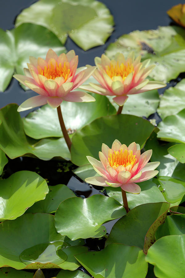 Orange and Pink Lotus Flowers Photograph by Cate Franklyn