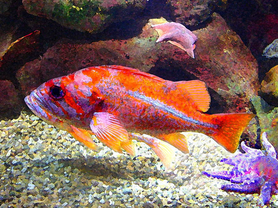 Fish Painting - Orange and Purple Fish by Amy Vangsgard