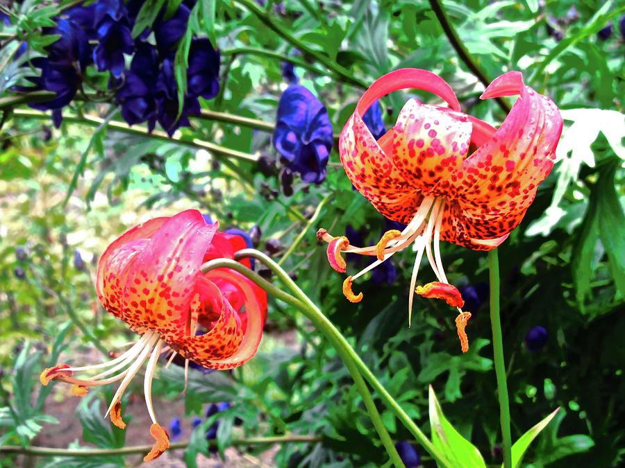 Orange and Purple flowers Photograph by Stephanie Moore