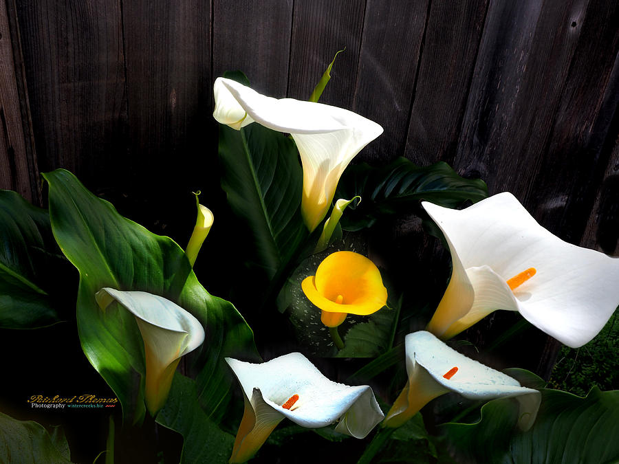 Orange and White Calla Lilies Photograph by Richard Thomas