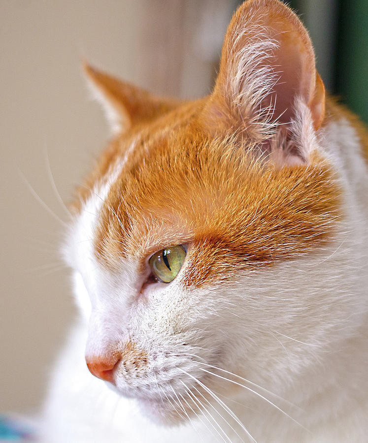 Orange and white cat Photograph by Dart Humeston