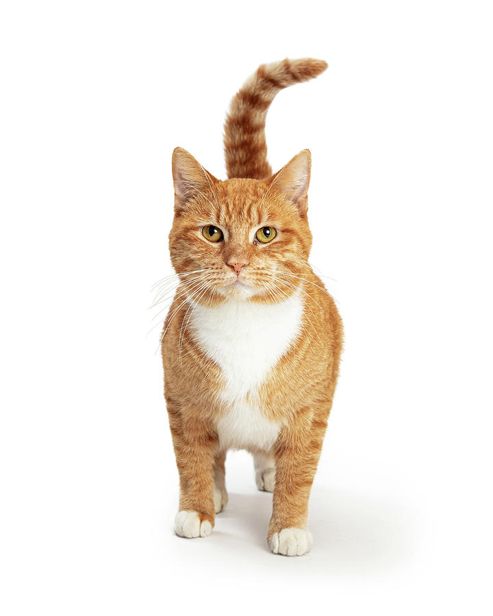 Orange and White Tabby Cat Facing and Looking Forward Photograph by Good Focused