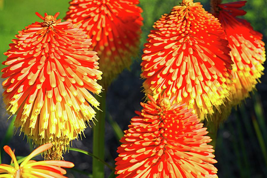 Orange And Yellow Blossoms Photograph by David Desautel