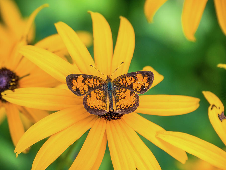 Orange and Yellow Butterfly Photograph by James C Richardson