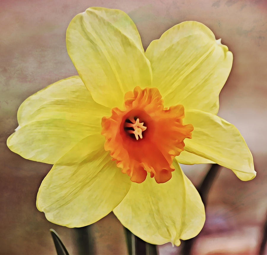 Orange and Yellow Daffodil Squared Photograph by Gaby Ethington