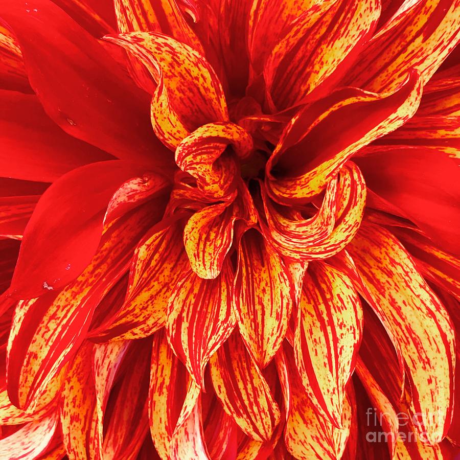 Orange and Yellow Dahlia  Photograph by Suzanne Lorenz