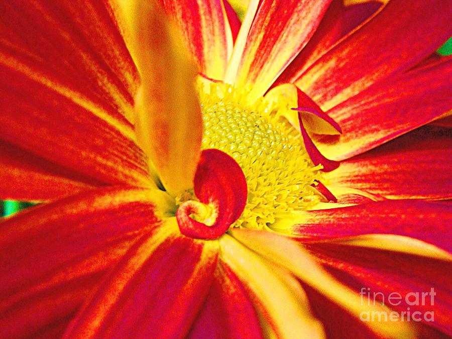 Orange and Yellow Daisy Photograph by Charlene Adler - Fine Art America