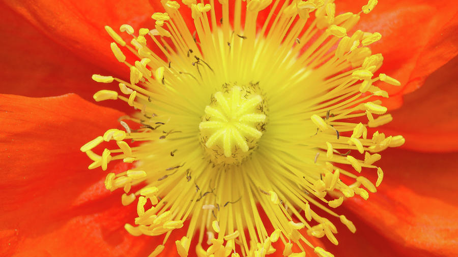 Orange and Yellow Flower Photograph by David Morehead