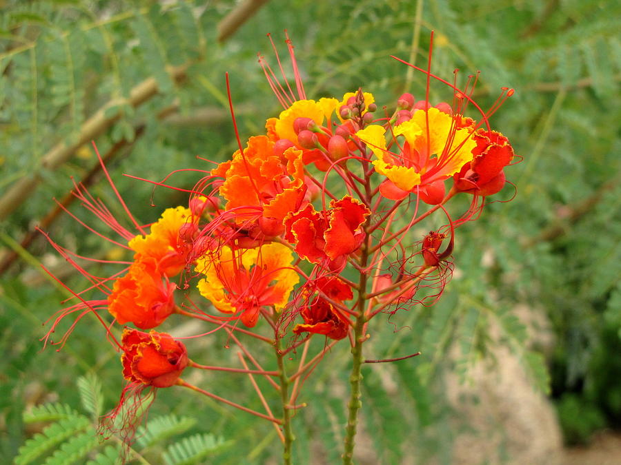Orange and Yellow Flowers Photograph by Don Varney